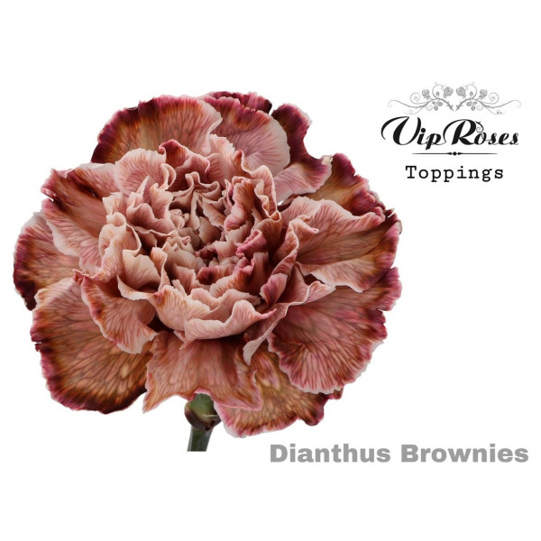 Dianthus St Brownies 60cm A1 Col-Brown