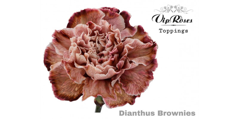 Dianthus St Brownies 60cm A1 Col-Brown