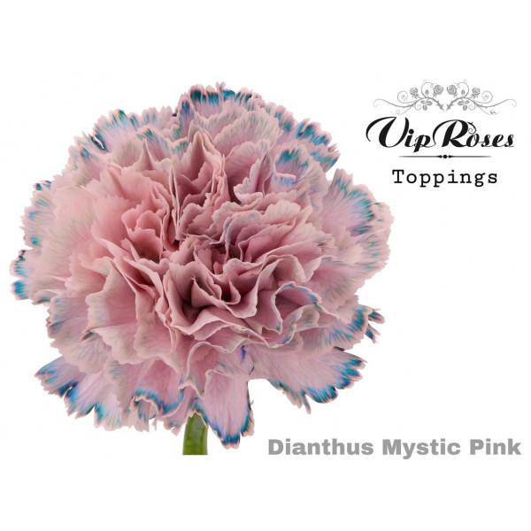 Dianthus St Mystic Pink 60cm A1 Col-Bicolor