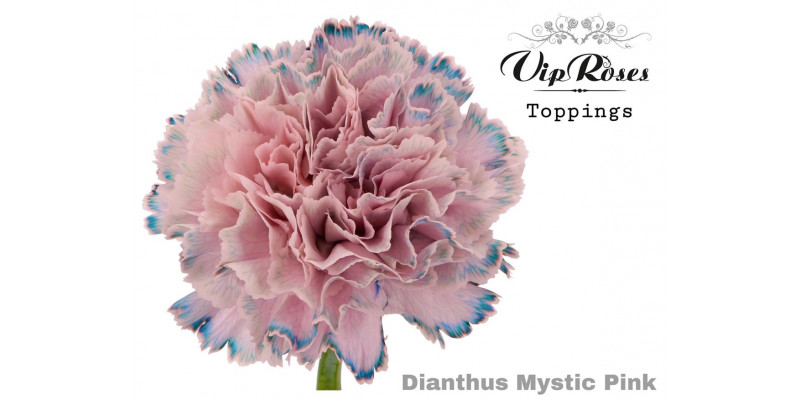 Dianthus St Mystic Pink 60cm A1 Col-Bicolor