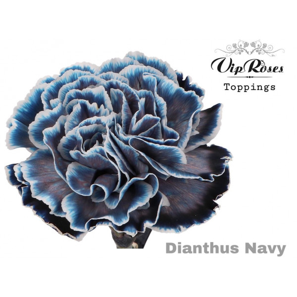 Dianthus St Navy 60cm A1 Col-Bicolor