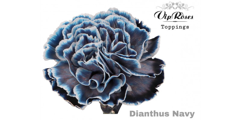 Dianthus St Navy 60cm A1 Col-Bicolor