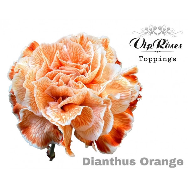 Dianthus St Orange 60cm A1 Col-Bicolor