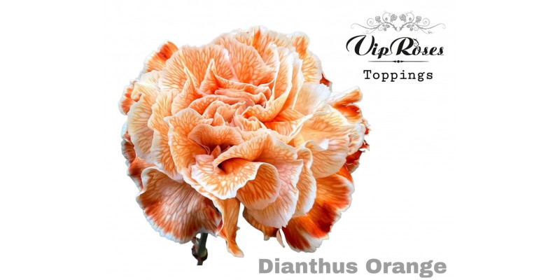 Dianthus St Orange 60cm A1 Col-Bicolor