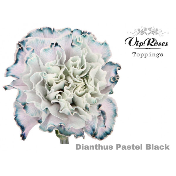 Dianthus St Pastel Black 60cm A1 Col-Bicolor