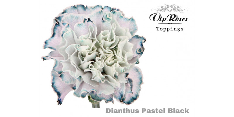 Dianthus St Pastel Black 60cm A1 Col-Bicolor