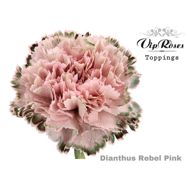 Dianthus St Rebel Pink 60cm A1 Col-Bicolor