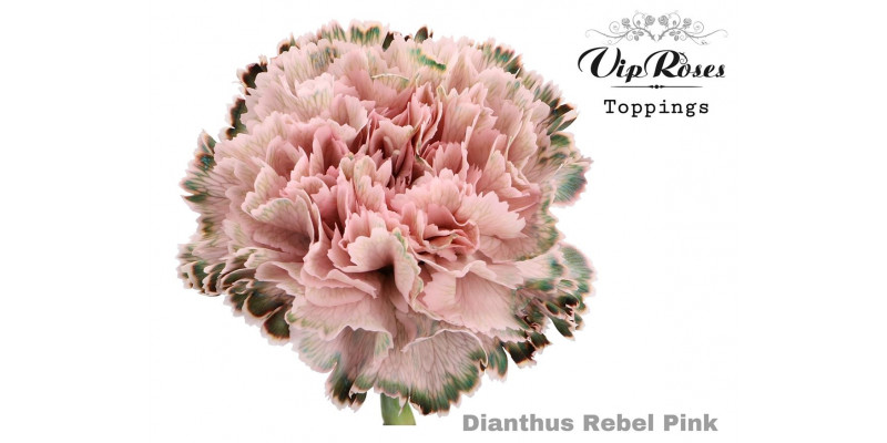 Dianthus St Rebel Pink 60cm A1 Col-Bicolor