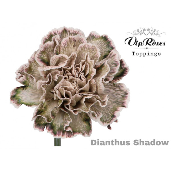 Dianthus St Shadow 60cm A1 Col-Bicolor