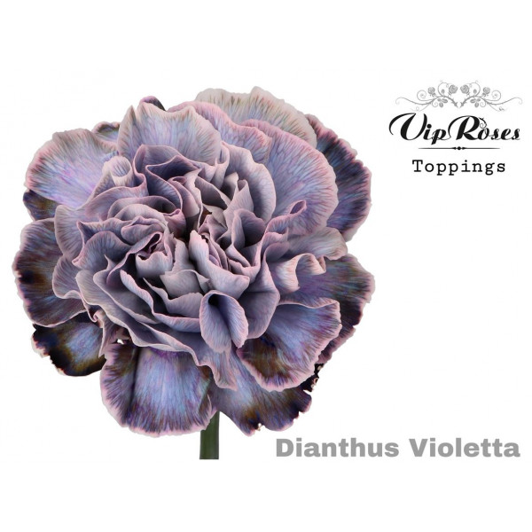 Dianthus St Violetta 60cm A1 Col-Bicolor