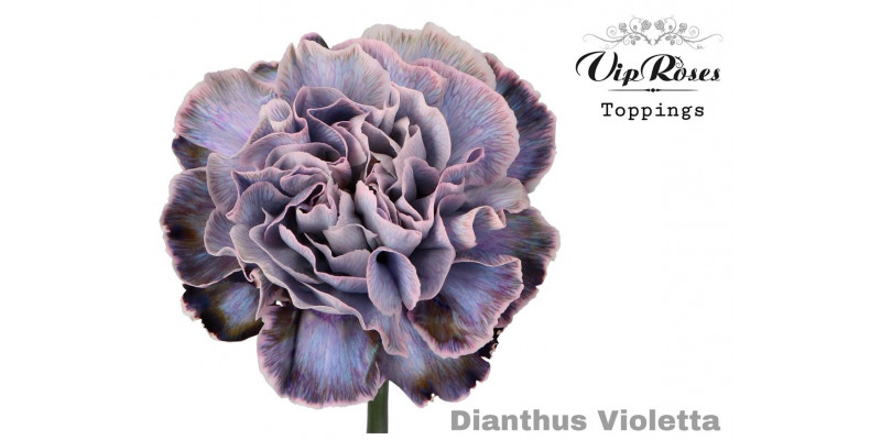 Dianthus St Violetta 60cm A1 Col-Bicolor