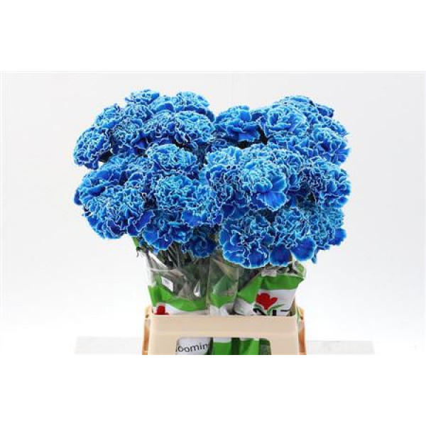 Dianthus St Tinted Blue Monday 65cm 