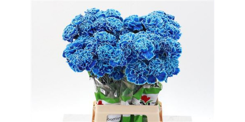 Dianthus St Tinted Blue Monday 65cm 