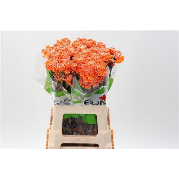 Dianthus St Tinted Orange 65cm 