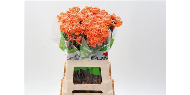 Dianthus St Tinted Orange 65cm 