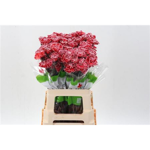 Dianthus St Tinted Red 65cm 