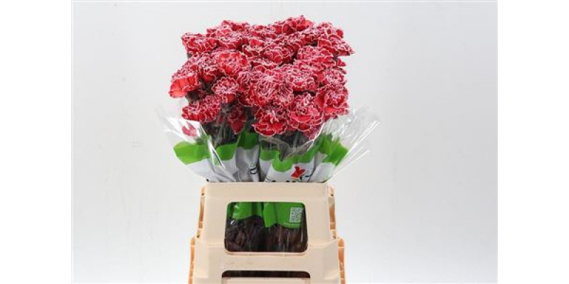 Dianthus St Tinted Red 65cm 