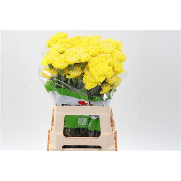 Dianthus St Tinted Yellow 65cm A1