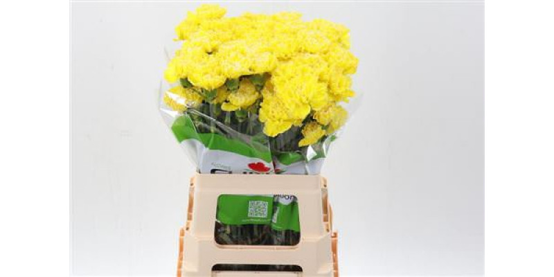 Dianthus St Tinted Yellow 65cm A1