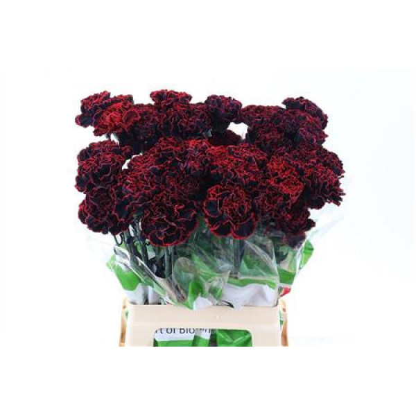 Dianthus St Cristmas Dream 65cm A1