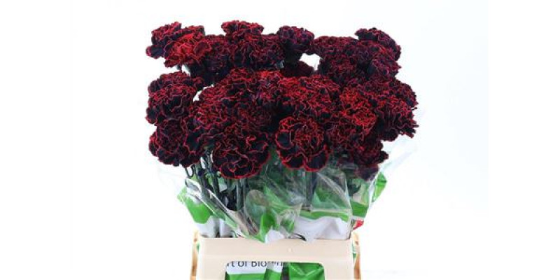 Dianthus St Cristmas Dream 65cm A1