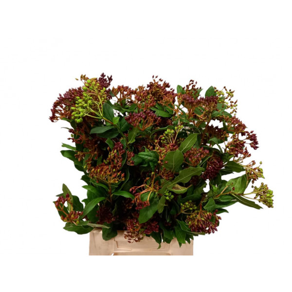 Viburnum Metalberry Red 60cm EX Col-Black