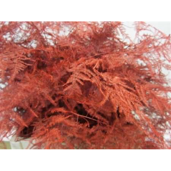 Asperagus  Extra Veer Red 65 A1Red