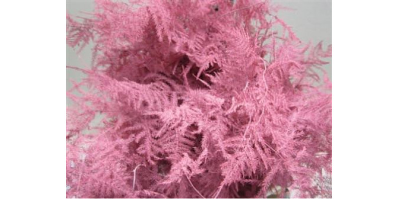 Asperagus  Extra Veer Rose 65 A1Pink