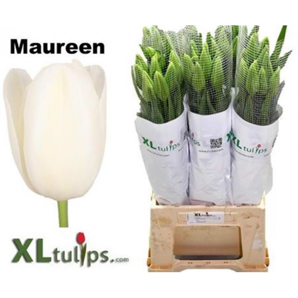 Tulips En Maureen 55cm A1 Col-White