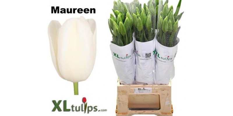 Tulips En Maureen 55cm A1 Col-White