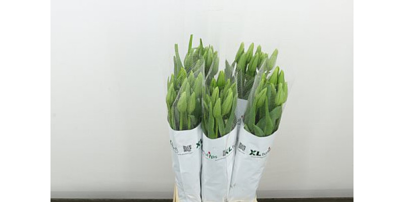 Tulips Frans En Maureen 70cm A1