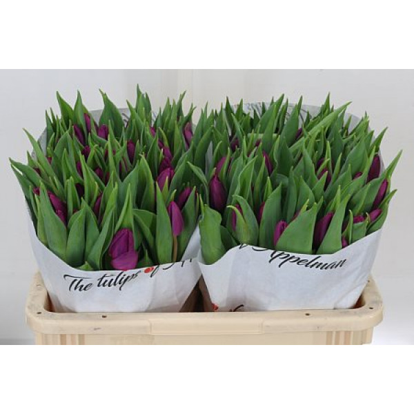 Tulips En Purple Prince 38cm A1 Col-Purple