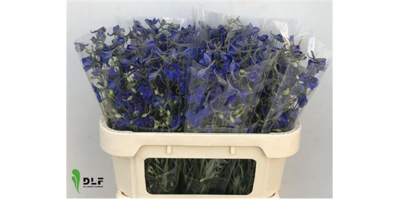 Delphinium Volkerfrieden 80cm  Col-Blue