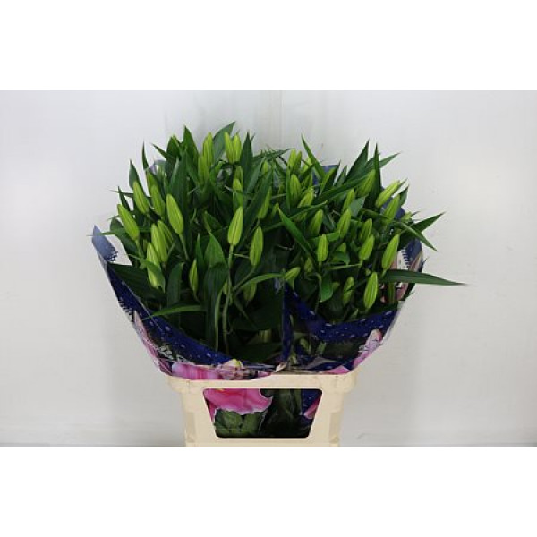 Lillys Or Mero Star 5Plus 95cm A1