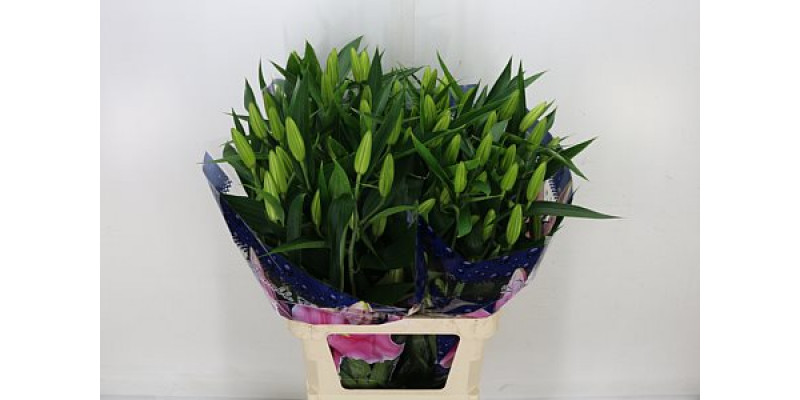 Lillys Or Mero Star 5Plus 95cm A1