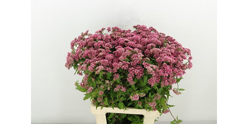 Eupat Purpureum 70cm A1