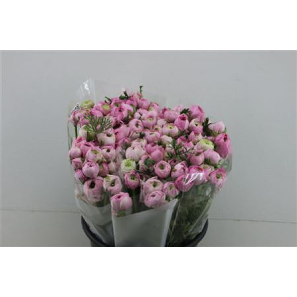 Ranunculus Elegance Light Pink 45cm A1