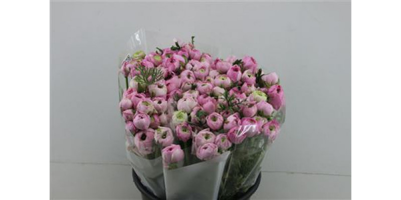 Ranunculus Elegance Light Pink 45cm A1