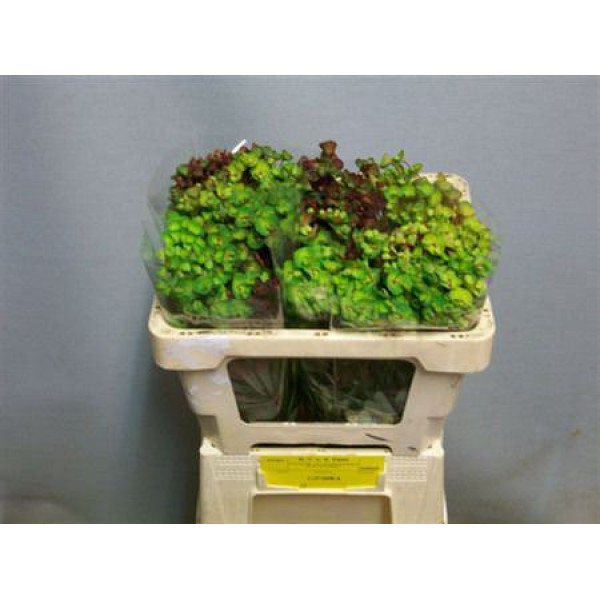 Euphorbia Am Purpurea 45 cm A1