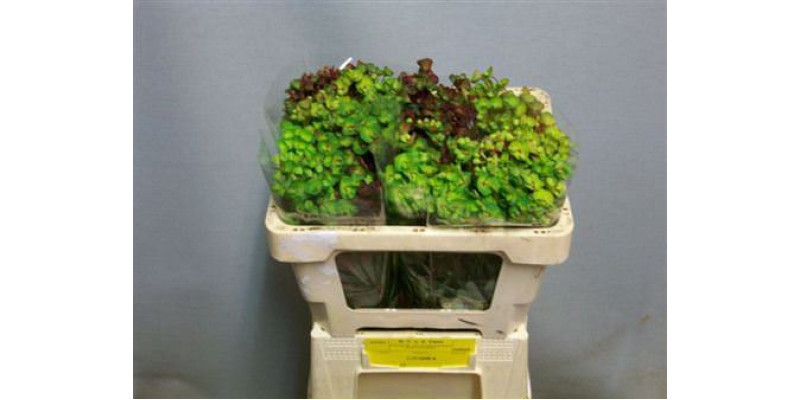 Euphorbia Am Purpurea 45 cm A1