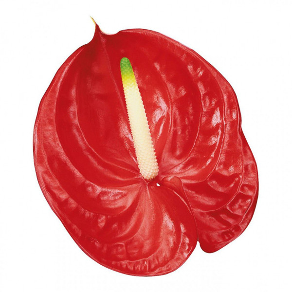 Anthurium Tropical X10 10cm 10 Col-Red