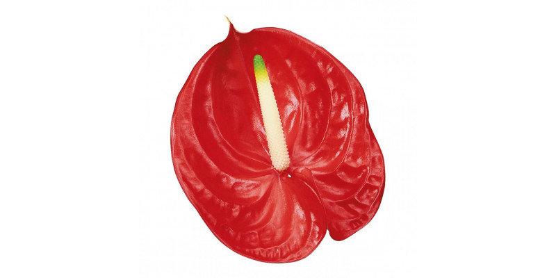 Anthurium Tropical X10 10cm 10 Col-Red