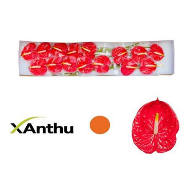 Anthurium Tropical X15 15cm 15 Col-Red