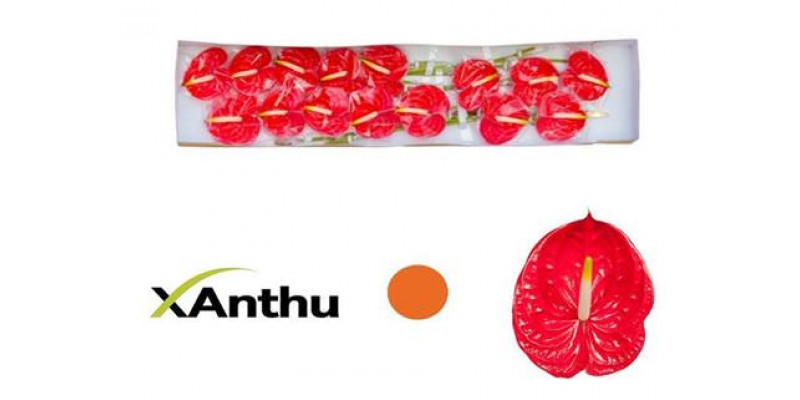 Anthurium Tropical X15 15cm 15 Col-Red