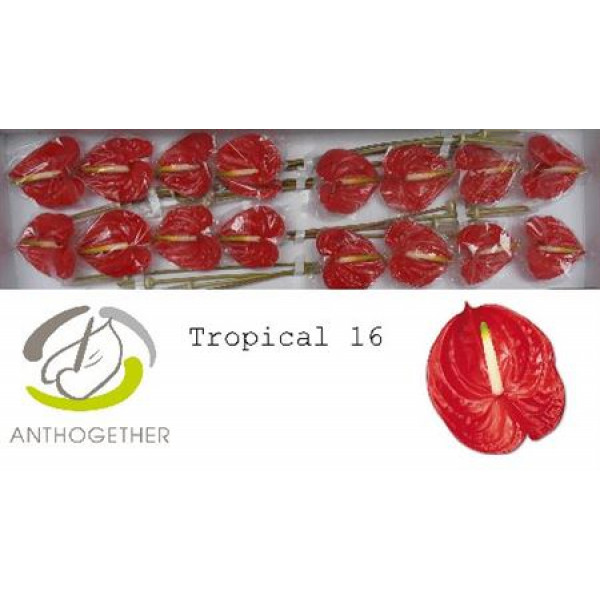 Anthurium A Tropical 16 A1