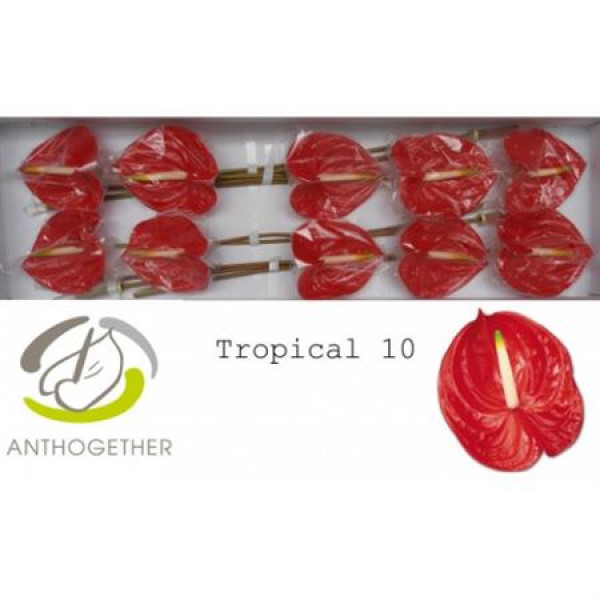 Anthurium A Tropical 10 A1