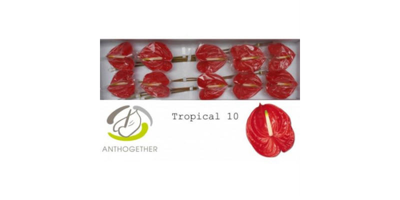 Anthurium A Tropical 10 A1