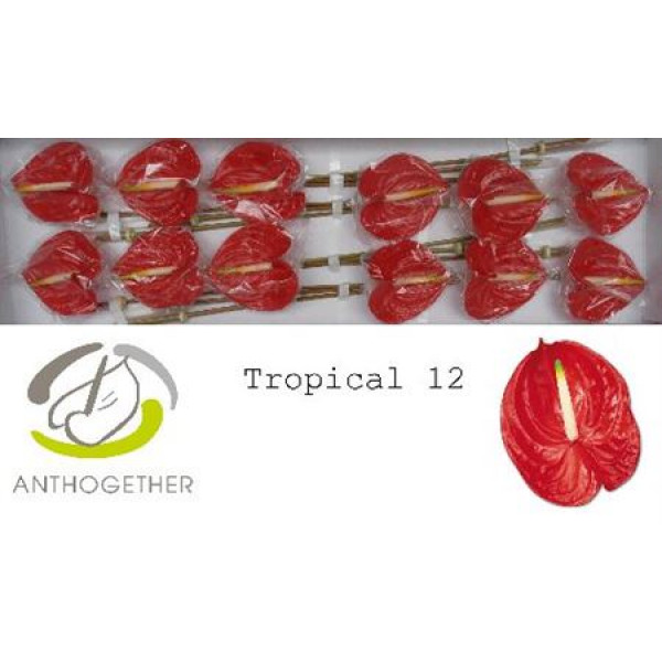 Anthurium A Tropical 12  A1