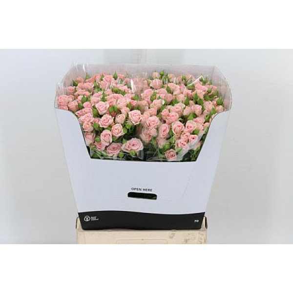 Rose Tr Lydia Imp 80cm A1