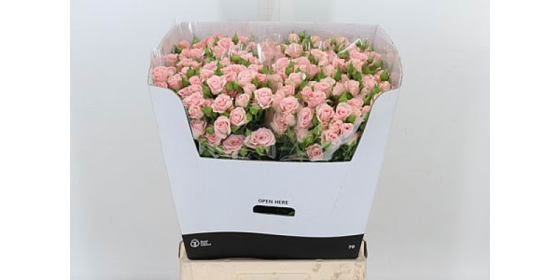 Rose Tr Lydia Imp 80cm A1